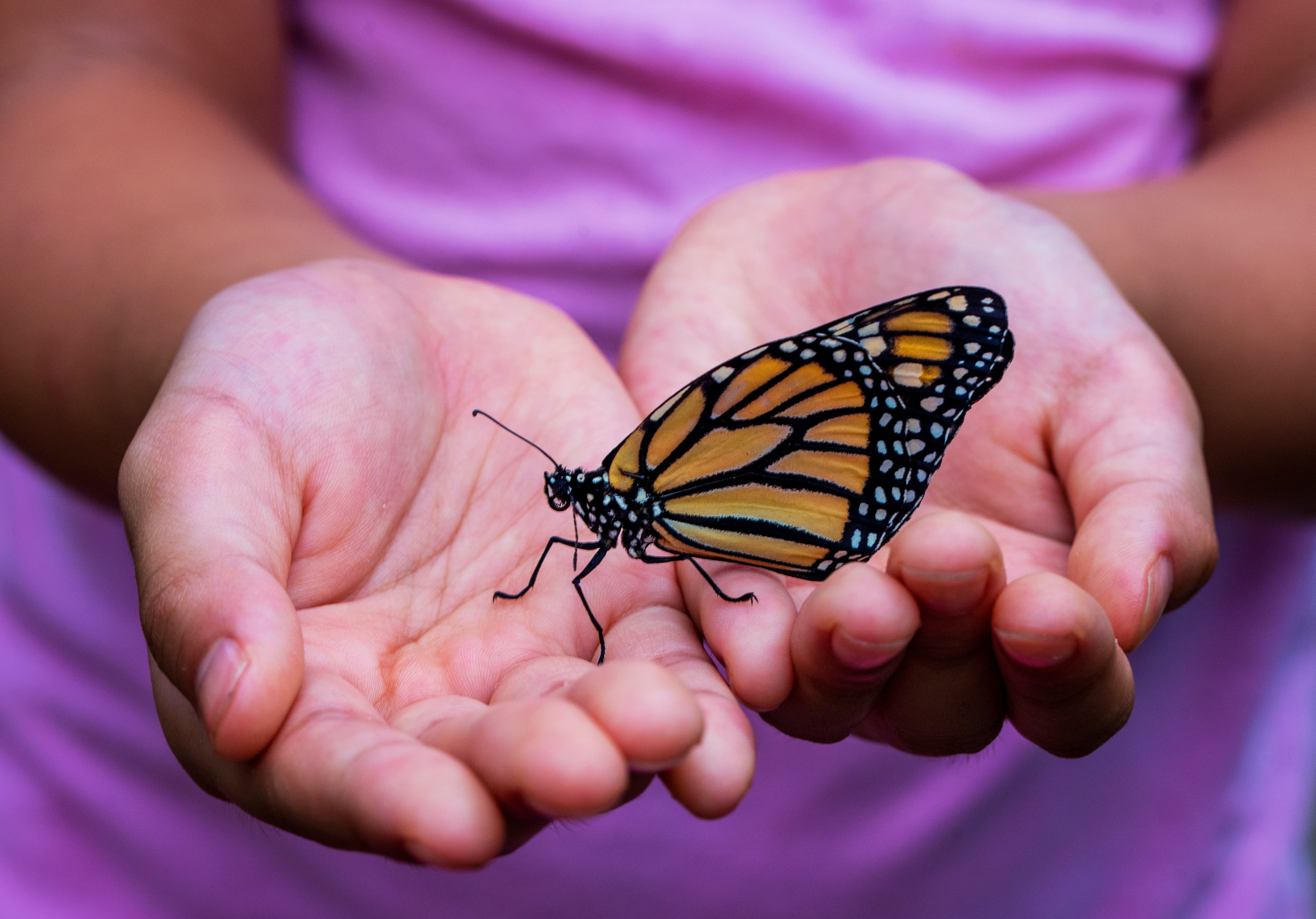 vlinder op handen