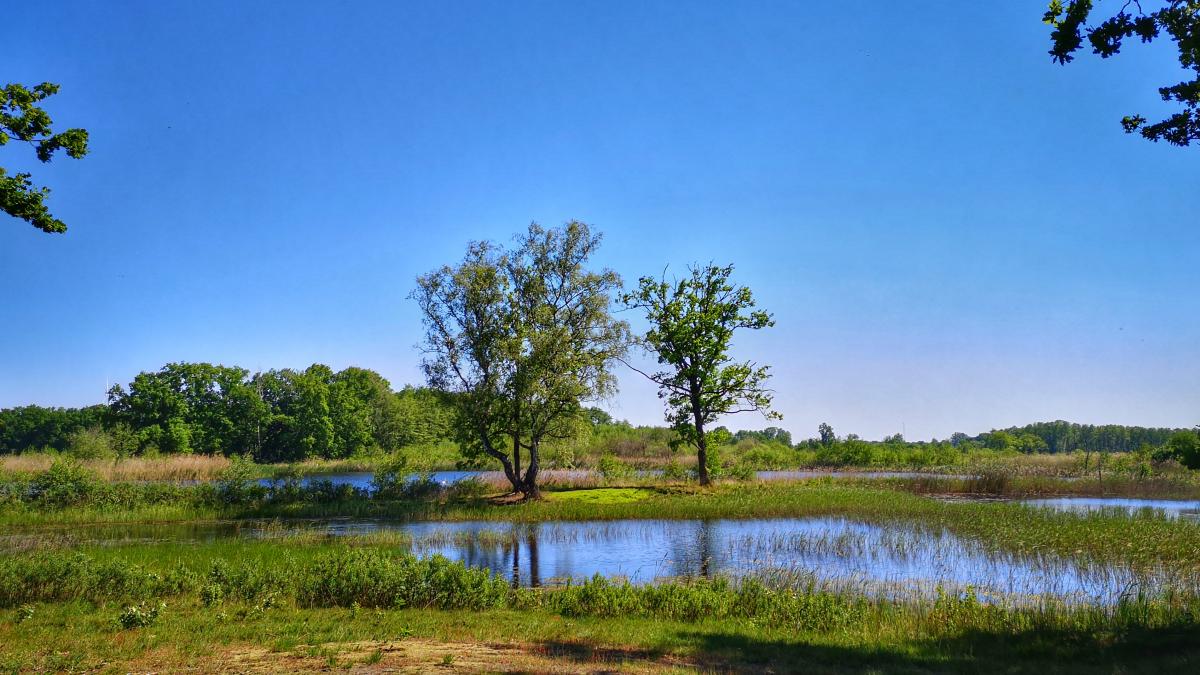 Natuurgebied de Maten aan de slagmolen in Genk. Zonnige foto met gras, rivierbedden en groene bomen op de achtergrond, helderblauwe lucht. 