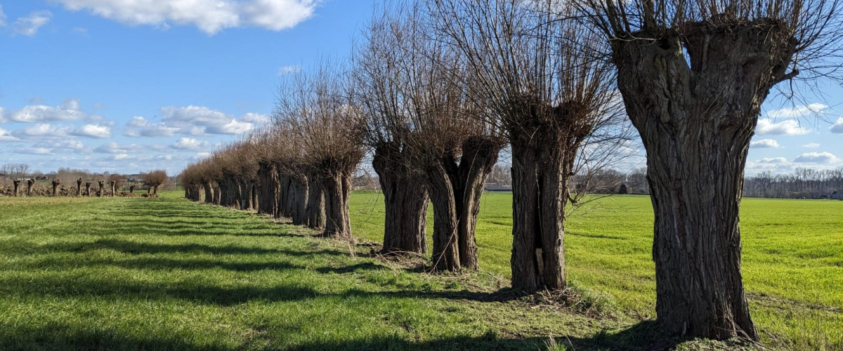 Een rij bomen in het groene gras